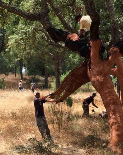 植树节|91短视频版官网下载地板构建健康家居，呵护地球生态 图片3